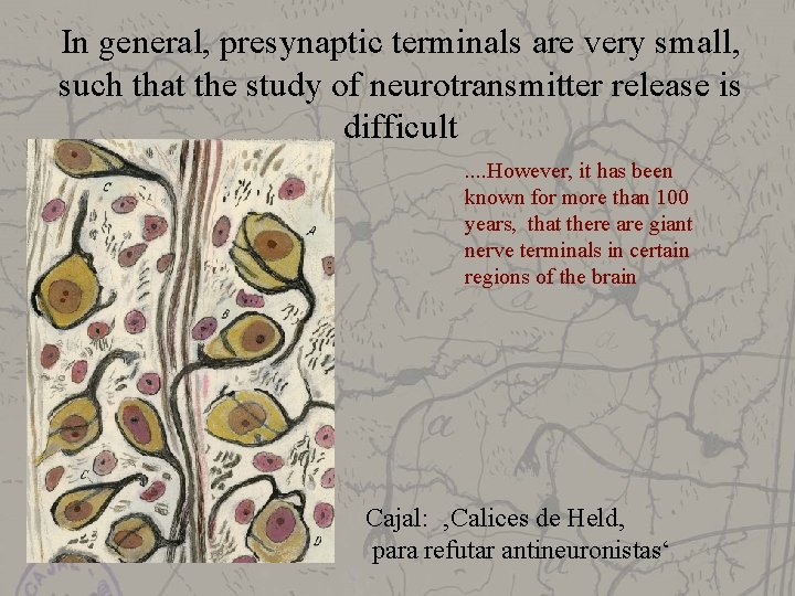 In general, presynaptic terminals are very small, such that the study of neurotransmitter release