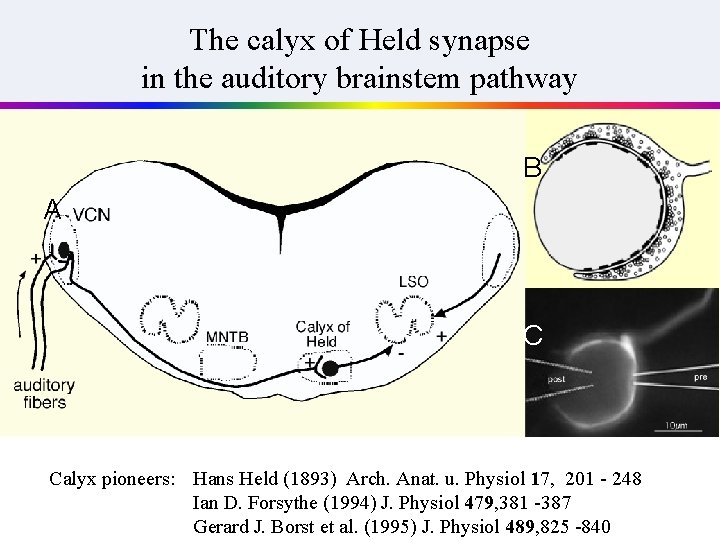 The calyx of Held synapse in the auditory brainstem pathway B A C Calyx