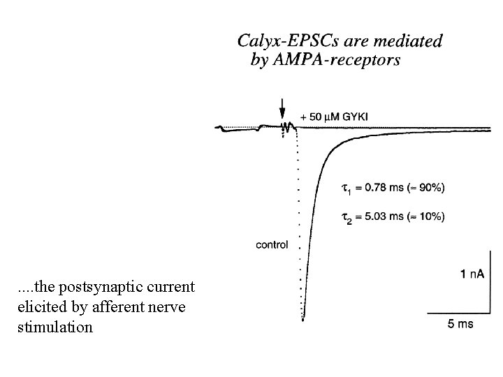 . . the postsynaptic current elicited by afferent nerve stimulation 