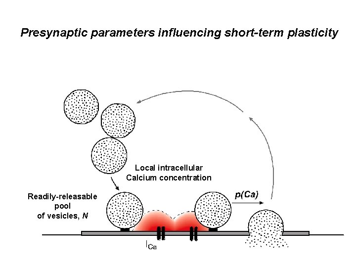 Presynaptic parameters influencing short-term plasticity Local intracellular Calcium concentration Readily-releasable pool of vesicles, N