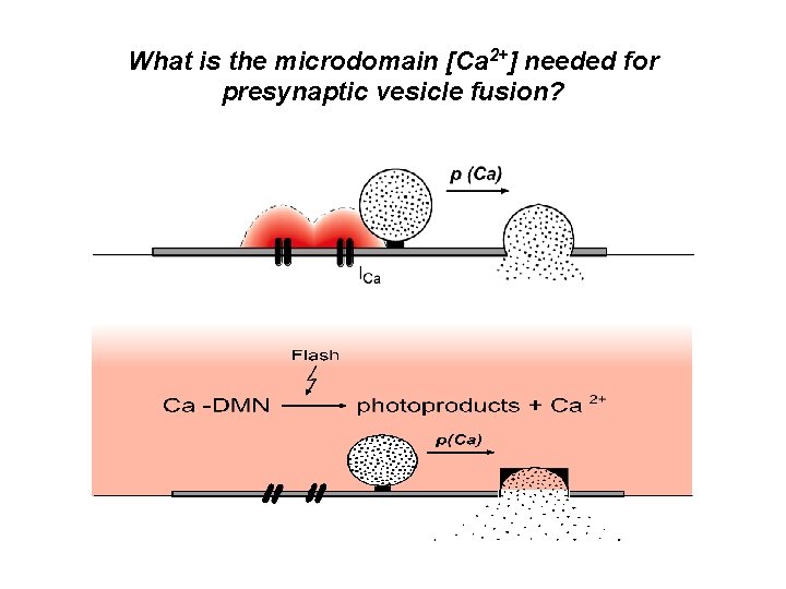 What is the microdomain [Ca 2+] needed for presynaptic vesicle fusion? 