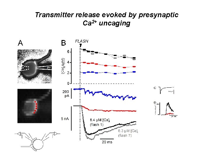 Transmitter release evoked by presynaptic Ca 2+ uncaging 