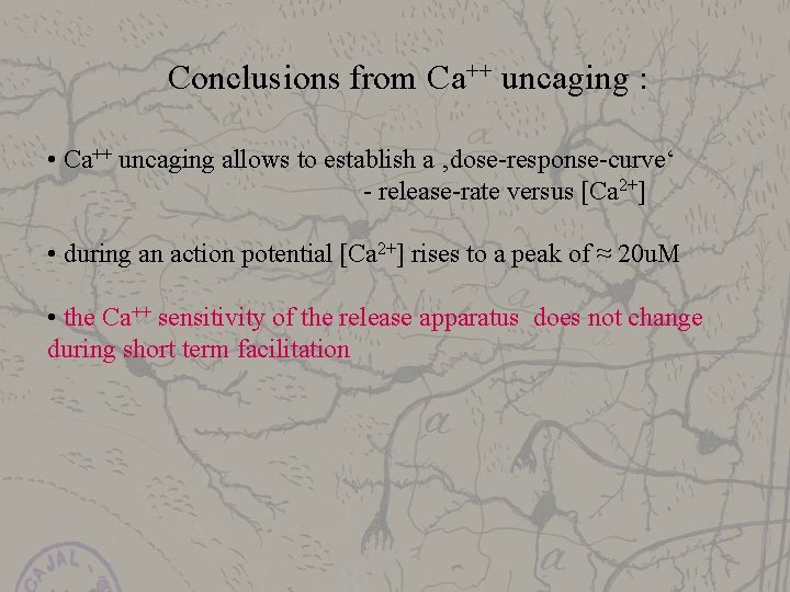 Conclusions from Ca++ uncaging : • Ca++ uncaging allows to establish a ‚dose-response-curve‘ -