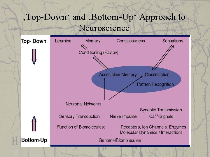 ‚Top-Down‘ and ‚Bottom-Up‘ Approach to Neuroscience 