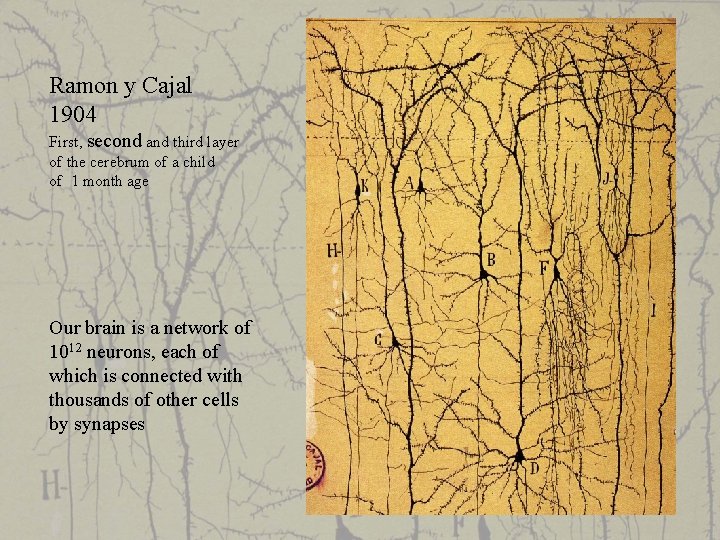 Ramon y Cajal 1904 First, second and third layer of the cerebrum of a