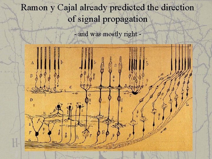 Ramon y Cajal already predicted the direction of signal propagation - and was mostly
