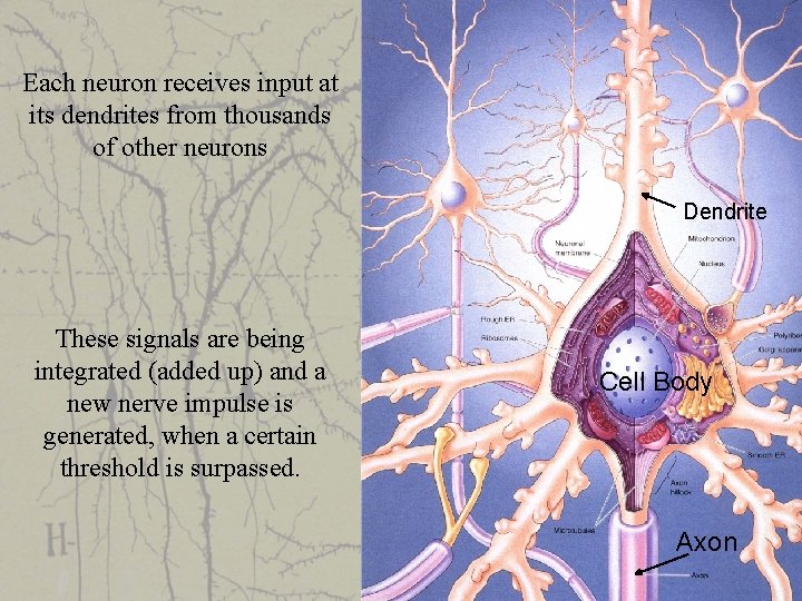 Each neuron receives input at its dendrites from thousands of other neurons Dendrite These