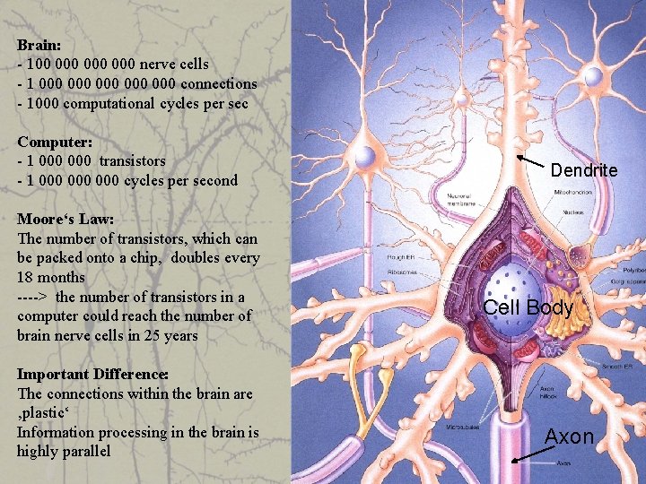 Brain: - 100 000 000 nerve cells - 1 000 000 000 connections -