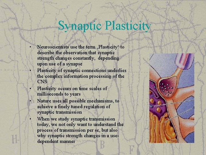 Synaptic Plasticity • • • Neuroscientists use the term ‚Plasticity‘ to describe the observation