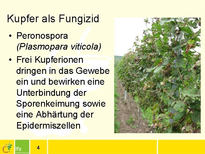 Kupfer als Fungizid • Peronospora (Plasmopara viticola) • Frei Kupferionen dringen in das Gewebe