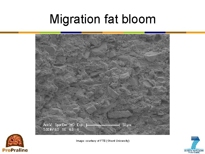 Migration fat bloom Image: courtesy of FTE (Ghent University) 