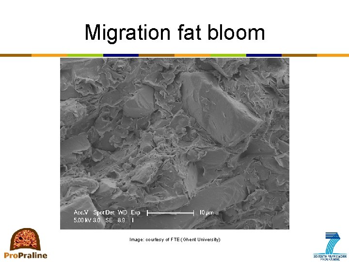 Migration fat bloom Image: courtesy of FTE (Ghent University) 