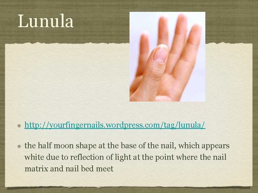 Lunula http: //yourfingernails. wordpress. com/tag/lunula/ the half moon shape at the base of the