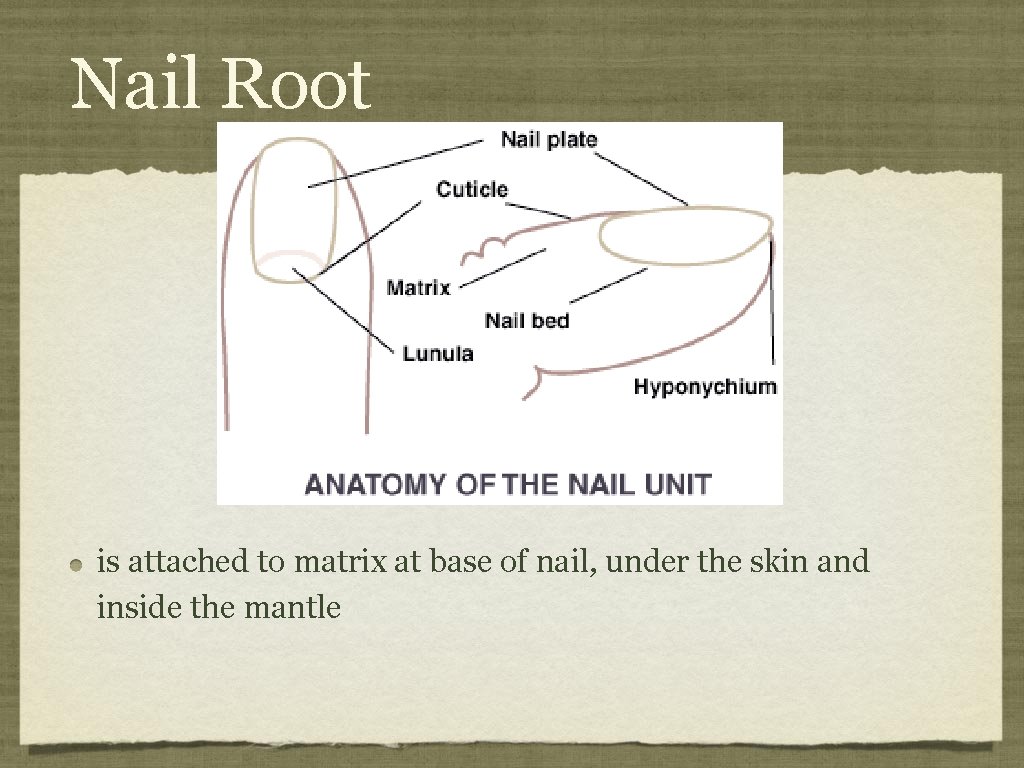 Nail Root is attached to matrix at base of nail, under the skin and