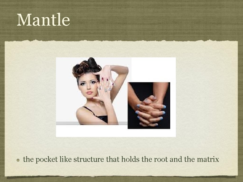 Mantle the pocket like structure that holds the root and the matrix 