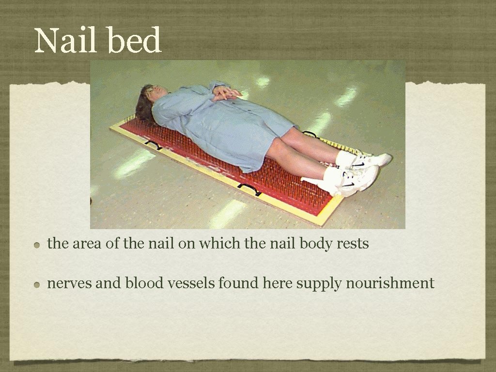 Nail bed the area of the nail on which the nail body rests nerves