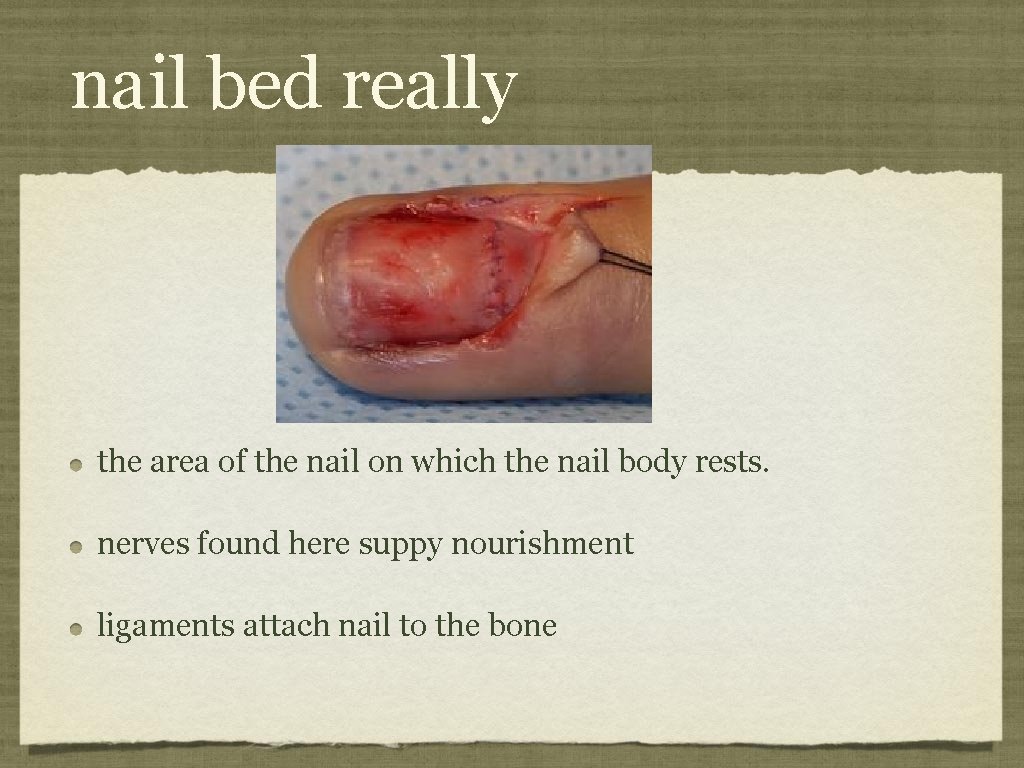 nail bed really the area of the nail on which the nail body rests.