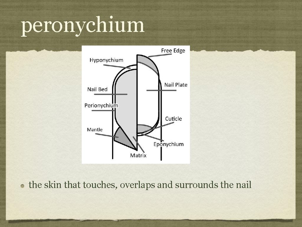 peronychium the skin that touches, overlaps and surrounds the nail 
