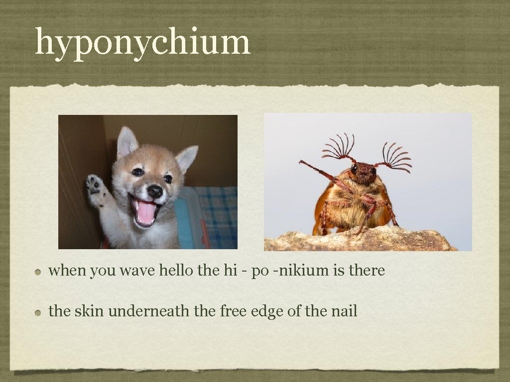 hyponychium when you wave hello the hi - po -nikium is there the skin