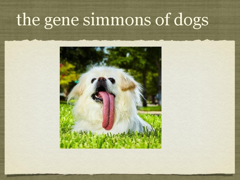 the gene simmons of dogs 