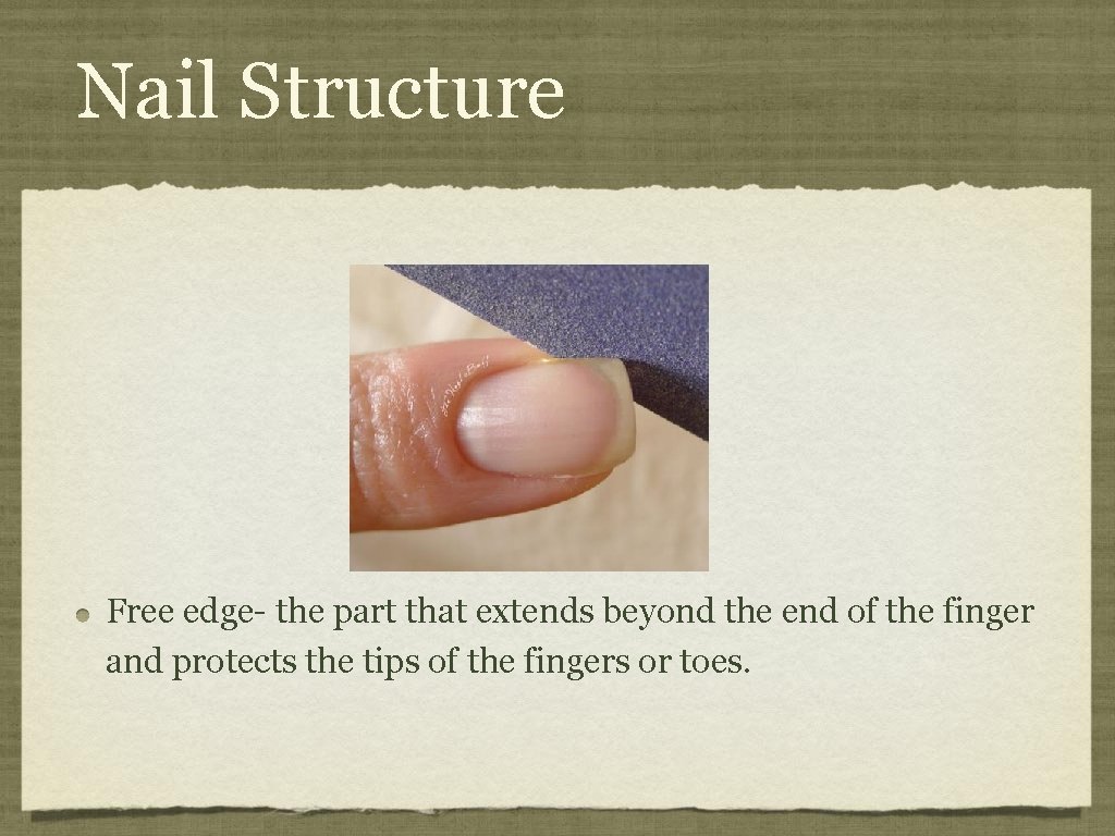 Nail Structure Free edge- the part that extends beyond the end of the finger