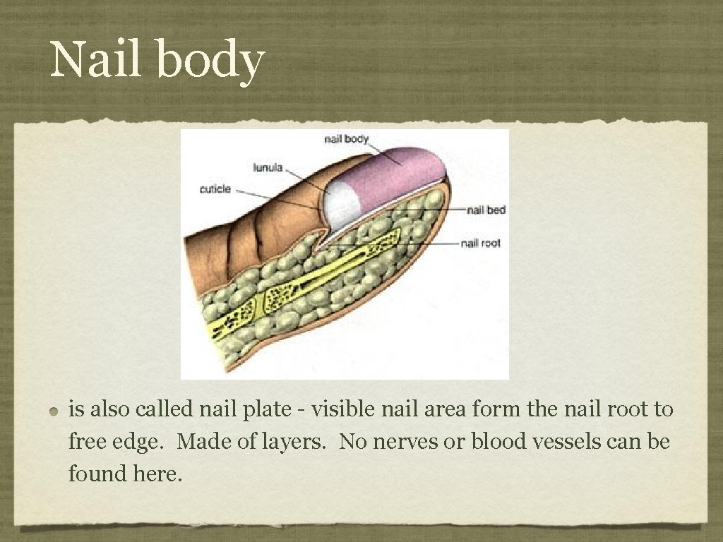 Nail body is also called nail plate - visible nail area form the nail