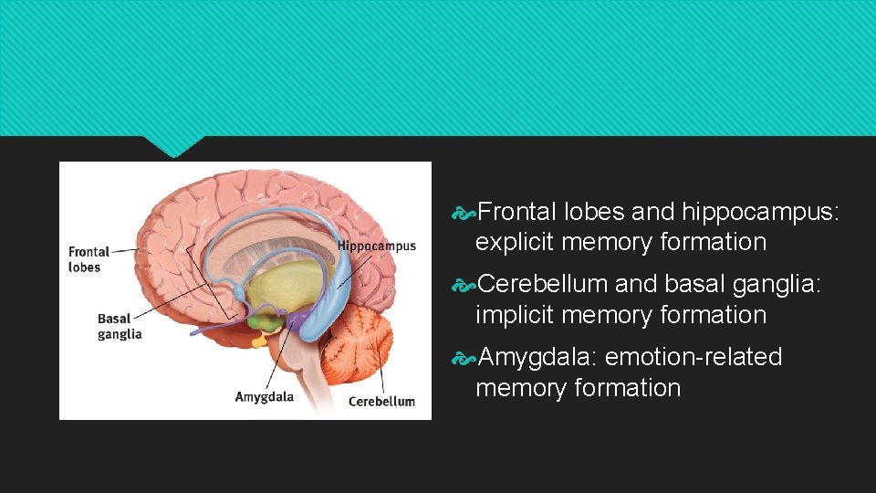Frontal lobes and hippocampus: explicit memory formation Cerebellum and basal ganglia: implicit memory Frontal lobes and hippocampus: explicit memory formation Cerebellum and basal ganglia: implicit memory