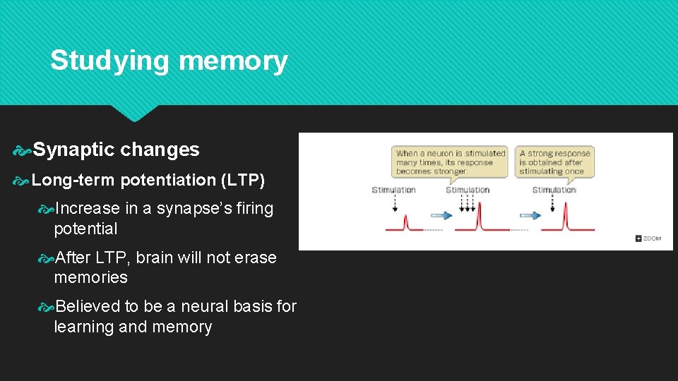 Studying memory Synaptic changes Long-term potentiation (LTP) Increase in a synapse’s firing potential After