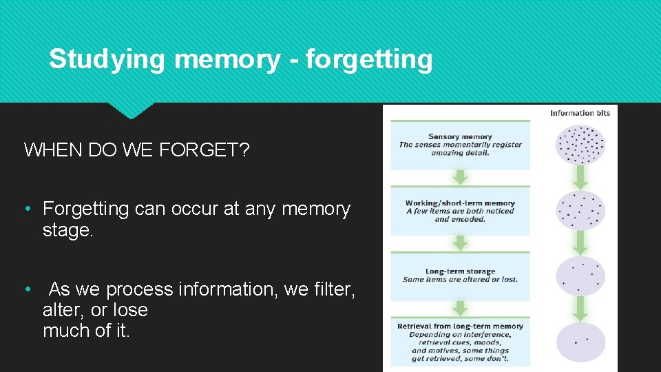 Studying memory - forgetting WHEN DO WE FORGET? • Forgetting can occur at any