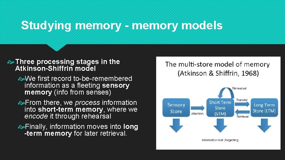 Studying memory - memory models Three processing stages in the Atkinson-Shiffrin model We first