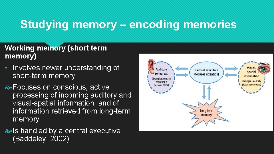 Studying memory – encoding memories Working memory (short term memory) • Involves newer understanding