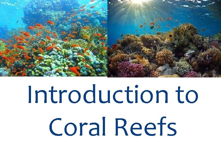 Introduction to Coral Reefs 