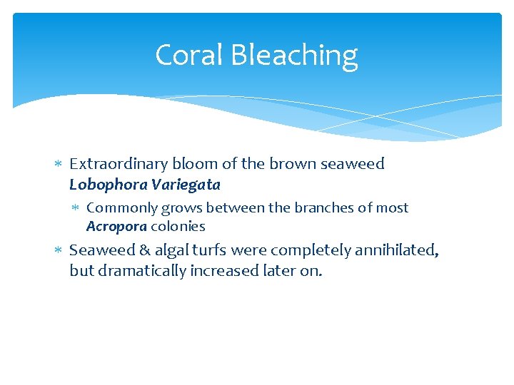 Coral Bleaching Extraordinary bloom of the brown seaweed Lobophora Variegata Commonly grows between the