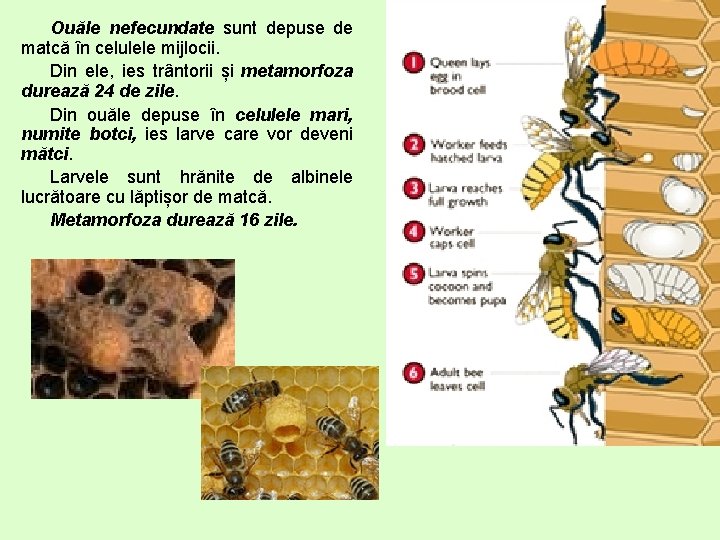 Ouăle nefecundate sunt depuse de matcă în celulele mijlocii. Din ele, ies trântorii și