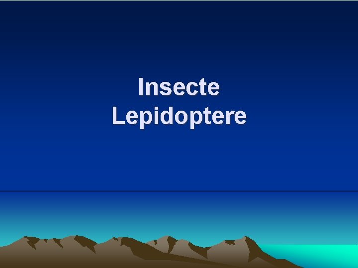 Insecte Lepidoptere 