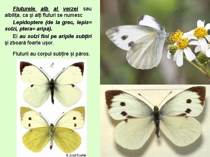 Fluturele alb al verzei sau albilița, ca și alți fluturi se numesc Lepidoptere (de