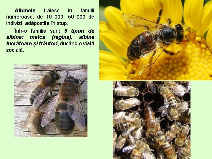 Albinele trăiesc în familii numeroase, de 10 000 - 50 000 de indivizi, adăpostite