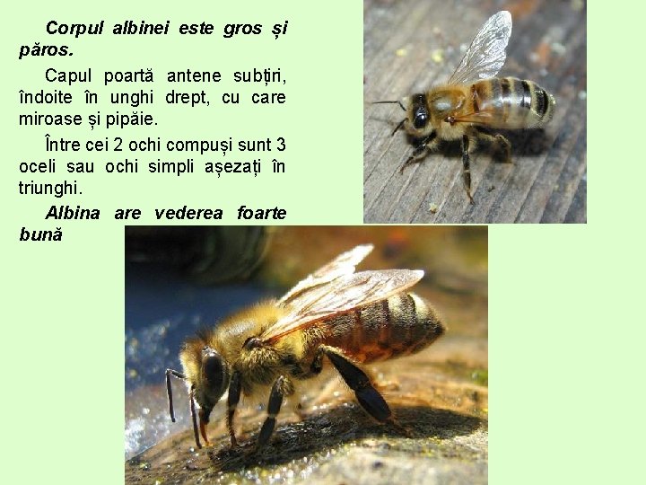 Corpul albinei este gros și păros. Capul poartă antene subțiri, îndoite în unghi drept,