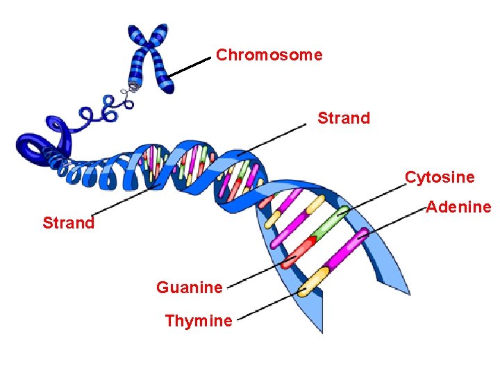 Chromosome Strand Cytosine Adenine Strand Guanine Thymine 