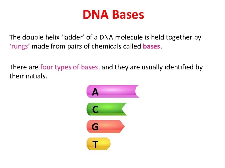 DNA Bases The double helix ‘ladder’ of a DNA molecule is held together by