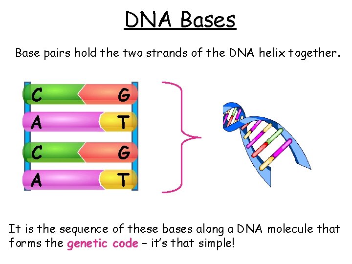 DNA Bases Base pairs hold the two strands of the DNA helix together. C