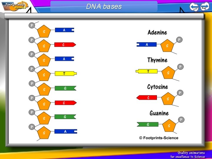 DNA bases 