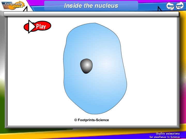 Inside the nucleus 