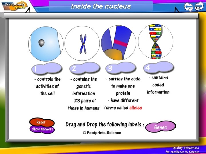 Inside the nucleus 