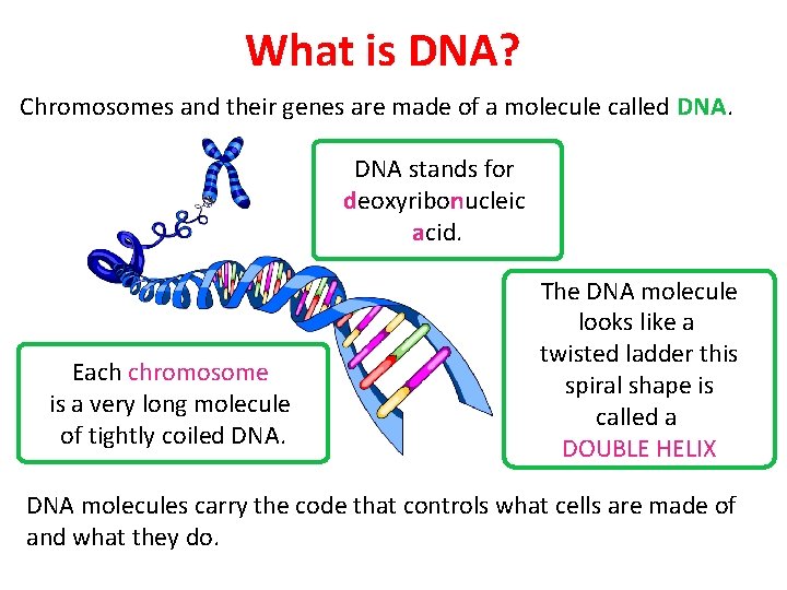What is DNA? Chromosomes and their genes are made of a molecule called DNA