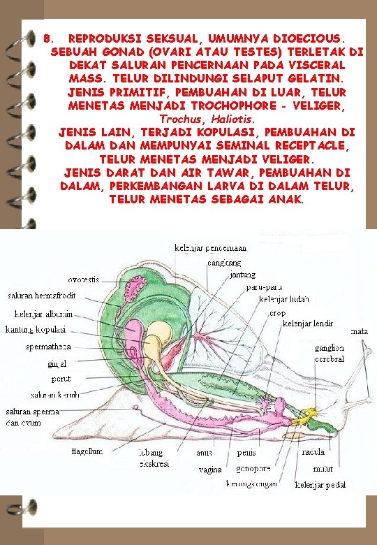 8. REPRODUKSI SEKSUAL, UMUMNYA DIOECIOUS. SEBUAH GONAD (OVARI ATAU TESTES) TERLETAK DI DEKAT SALURAN