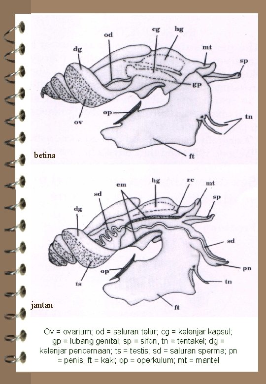 betina jantan Ov = ovarium; od = saluran telur; cg = kelenjar kapsul; gp