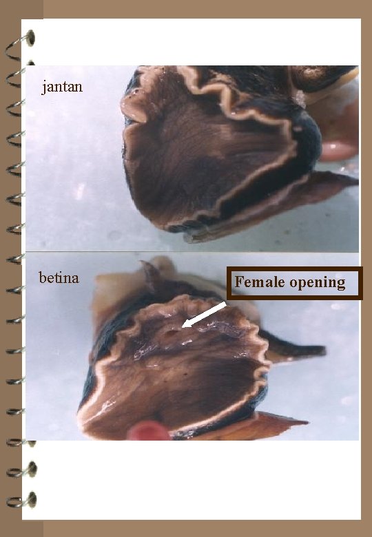 jantan betina Female opening 