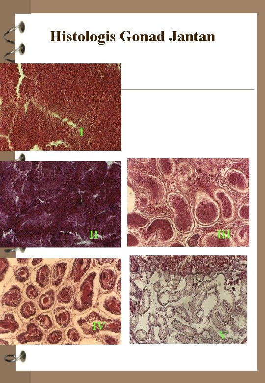 Histologis Gonad Jantan I II IV III V 