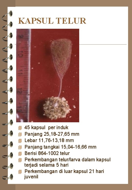 KAPSUL TELUR 45 kapsul per induk Panjang 25, 18 -27, 65 mm Lebar 11,